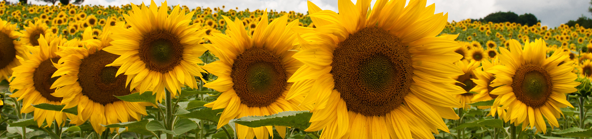 main photo Contact.jpg