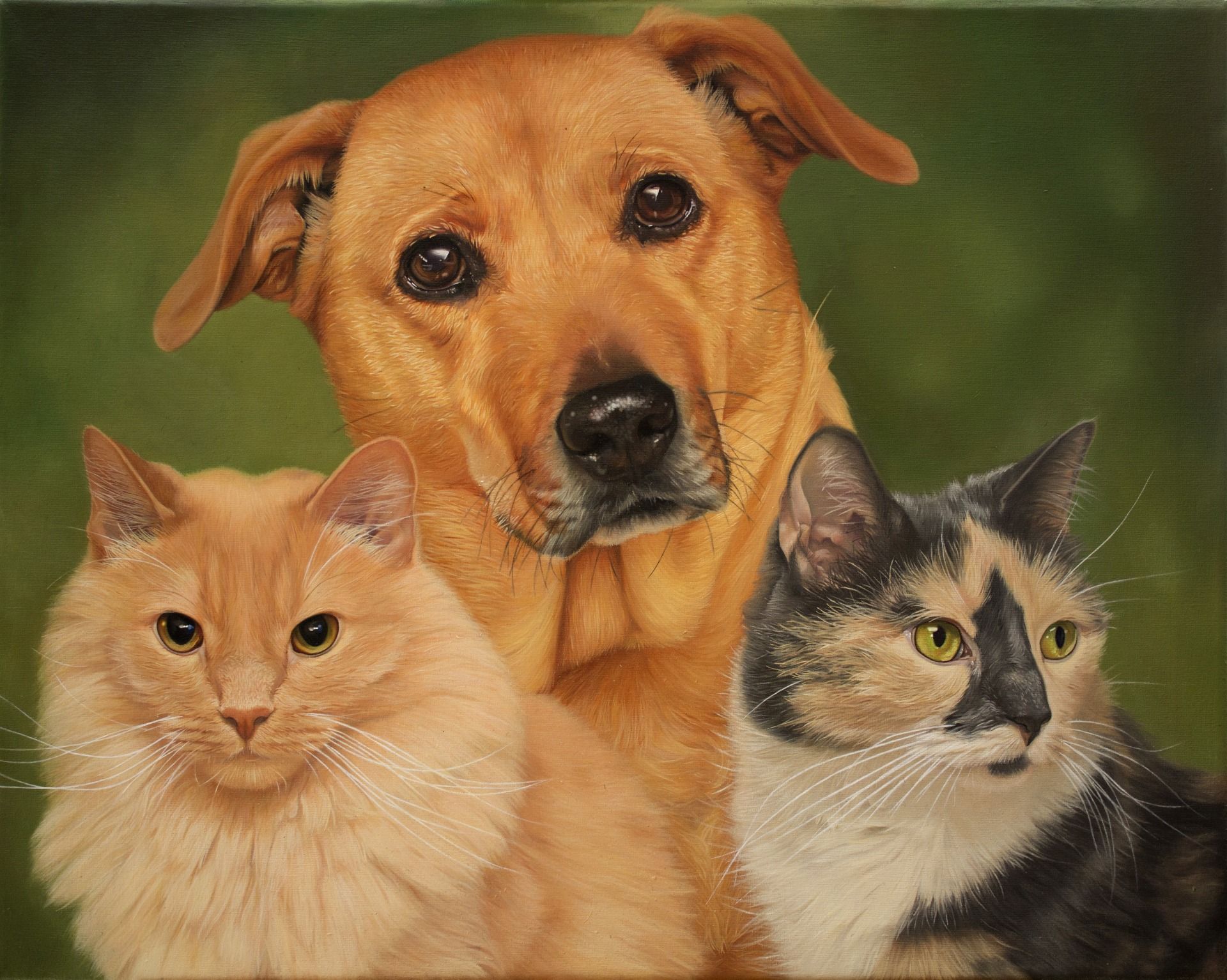 Pet Portraits